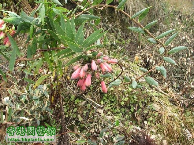 圖 25-在亞馬遜省部琍馬斑巴山區盛開的藤本百合.JPG