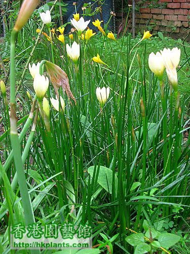 鵝黃色蔥蘭Zephyranthes 'Ajax'