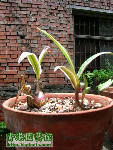 細葉油點百合錦