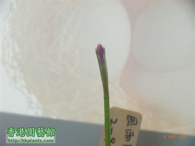 flower 019 (Small).jpg