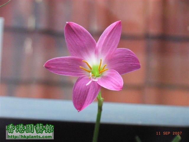 flower 029 (Small).jpg