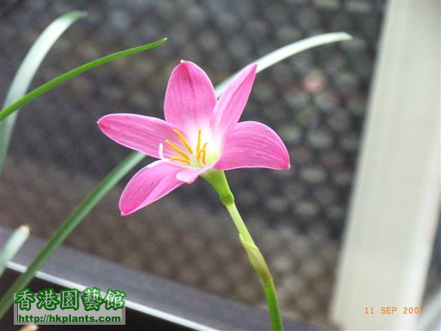 flower 028 (Small).jpg