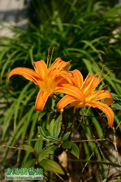 Hemercallis fulva「Orange daylily」金針花,萱草