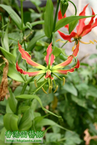 Gloriosa rothschildiana