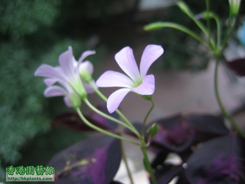 oxalis purple leaf2.JPG