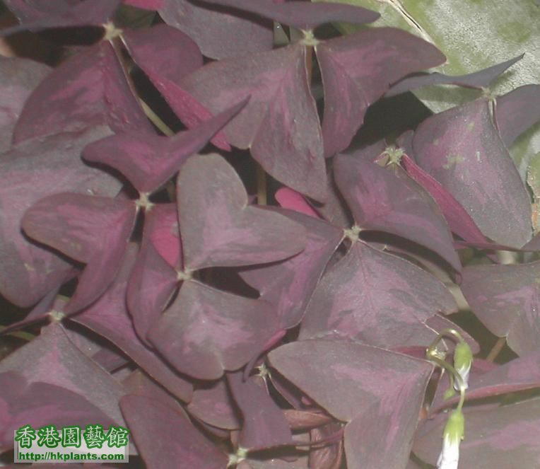 oxalis_purple.JPG