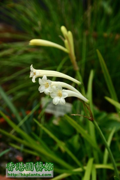 Cyrtanthus mackenii var.cooperi