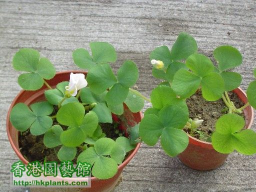 27.10.2007向日葵送的兩盆酢醬草Oxalis Purpurea White (13.10.07).jpg