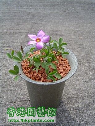 佢個樣跟Oxalis Fragrans 好相似啊