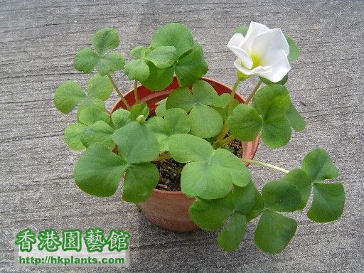 18 Nov 2007 Oxalis Purpurea White (Fm Joe).jpg