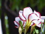 Oxalis versicolor.jpg