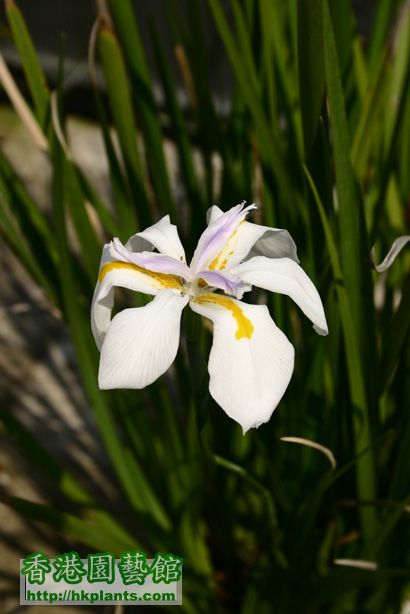 Dietes grandiflora DC