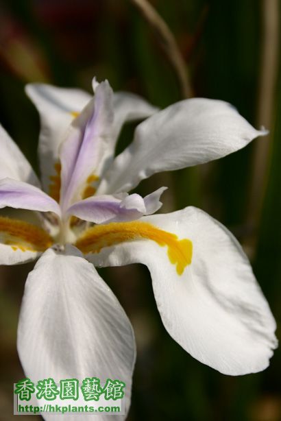 Dietes grandiflora DC