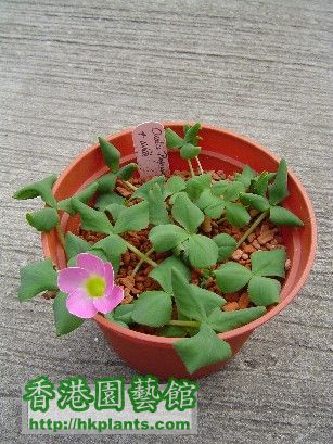 25 Nov 2007 Oxalis Purpurea Pink.jpg