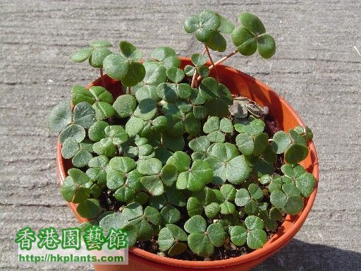 2 Dec 2007 Oxalis Brasiliensis.jpg