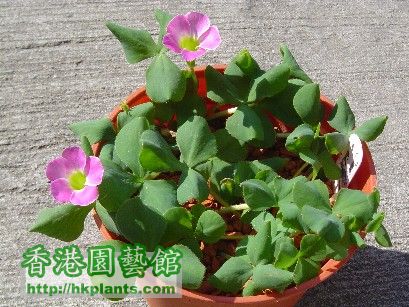 2 Dec 2007 Oxalis purpurea Pink ( 1 ).jpg