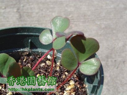 2 Dec 2007 Oxalis ( 2 ).jpg