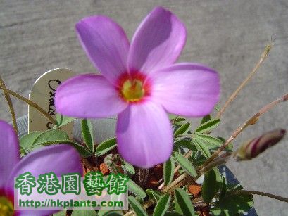 2 Dec 2007 Oxalis callosa ( 3 ).jpg