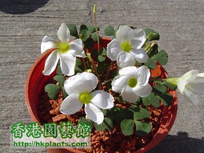 2 Dec 2007 Oxalis obliquifolia ( 1 ).jpg