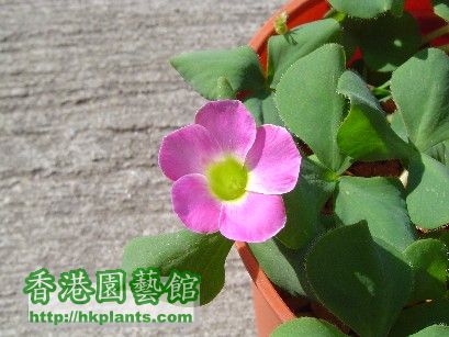 2 Dec 2007 Oxalis purpurea Pink ( 2 ).jpg