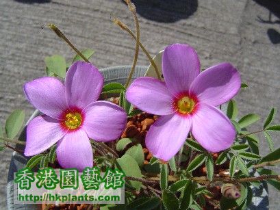 2 Dec 2007 Oxalis callosa ( 1 ).jpg