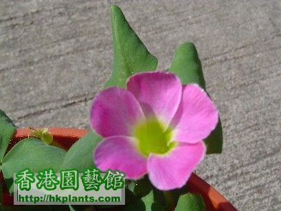 2 Dec 2007 Oxalis Purpurea Pink ( 3 ).jpg