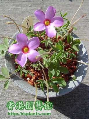 2 Dec 2007 Oxalis callosa ( 2 ).jpg