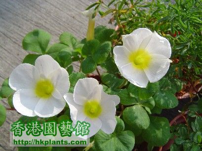 Oxalis  Purpurea White - 9 Dec 2007這個是友人送的.jpg