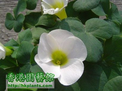 Oxalis Purpurea White - 9 Dec 2007 (1).jpg