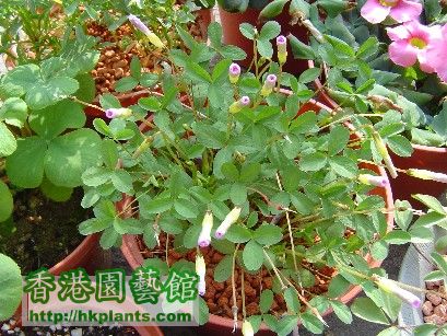 Oxalis F. - 9 Dec 2007 香香公主今日唔肯開花呀.jpg