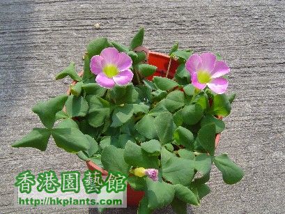 Oxalis Purpurea Pink - 9 Dec 2007 (1).jpg