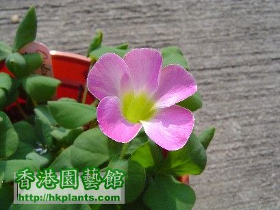 Oxalis  Purpurea Pink - 9 Dec 2007 (2).jpg