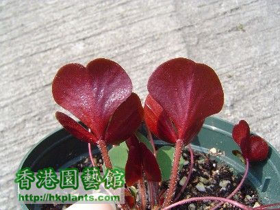 14 Dec 2007 Oxalis luteola Glauca ( 2  ).jpg