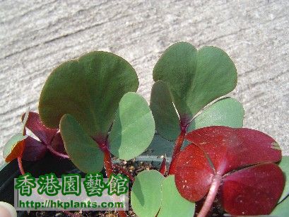 14 Dec 2007 Oxalis luteola Glauca ( 3 ).jpg