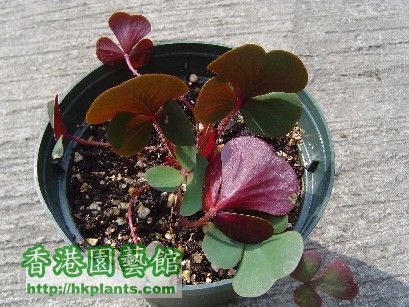 14 Dec 2007 Oxalis luteola Glauca ( 1 ).jpg