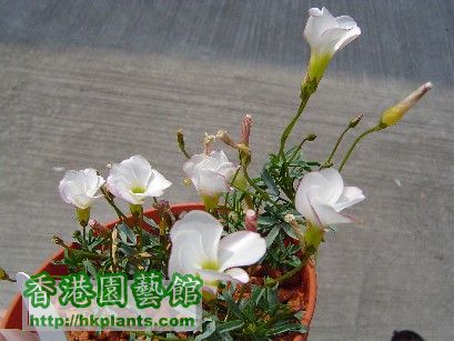 14 Dec 2007 Oxalis goniorhiza ( 1 ).jpg