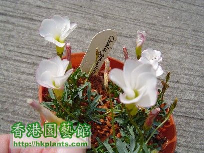 14 Dec 2007 Oxalis goniorhiza ( 2 ).jpg