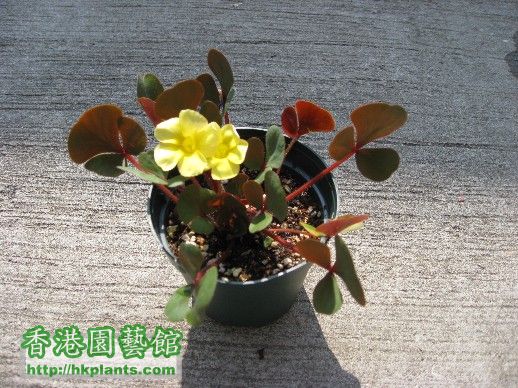 30 Dec 2007 - Oxalis luteola Glauca ( 1 ).jpg