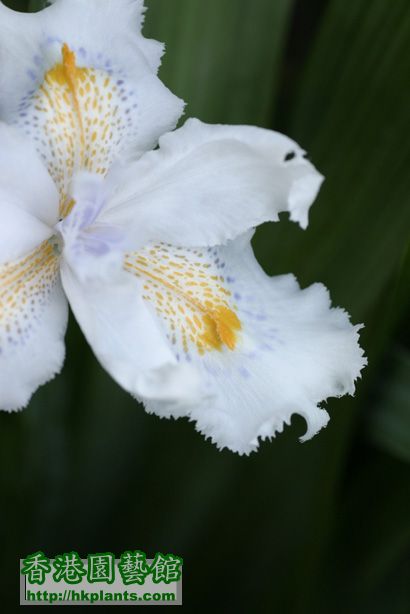 Iris formosana