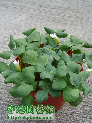 25 Non 2007 Oxalis Purpurea White.jpg