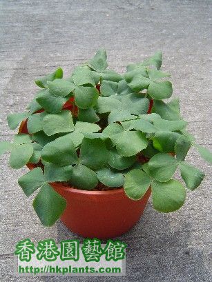 18 Nov 2007 Oxalis Purpurea White.jpg