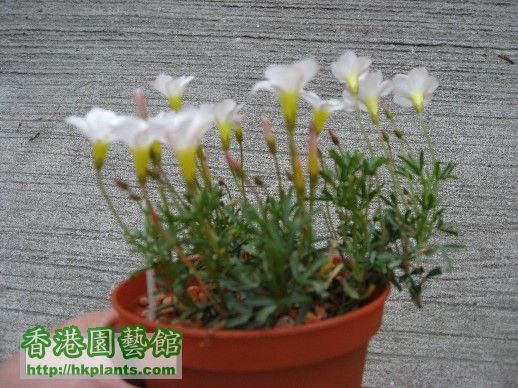 30 Dec 2007 - Oxalis Versicolor ( 2 ).jpg