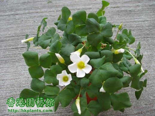 30 Dec 2007 - Oxalis Purpurea White.jpg