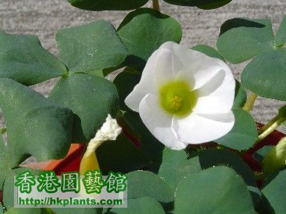 2 Dec 2007 Oxalis Purpurea White.jpg