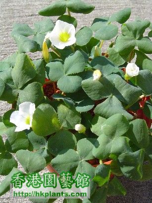 2 Dec 2007 Oxalis Purpurea White ( 2 ).jpg