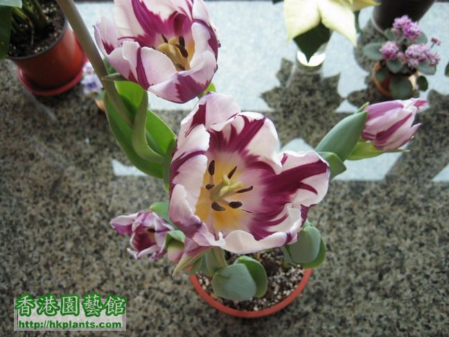 More Tulips 012_resize.jpg