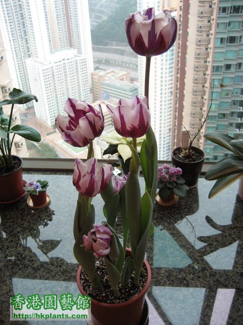 More Tulips 042_resize.jpg