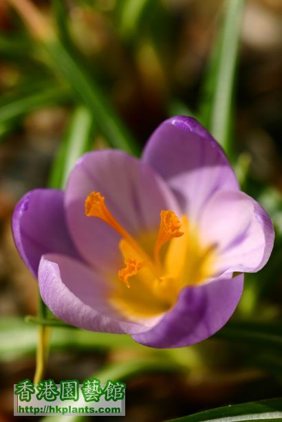 Crocus sieberi ssp. sublimus 'Tricolor'