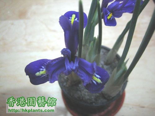 Iris-blue01.jpg