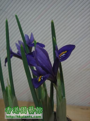 Iris-blue03.JPG